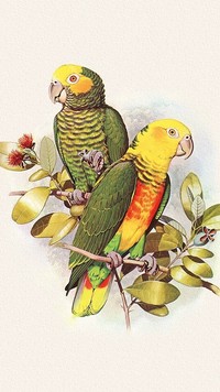 Kolorowe papugi według Edwarda Lear