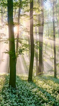 Światło słoneczne pomiędzy drzewami w lesie