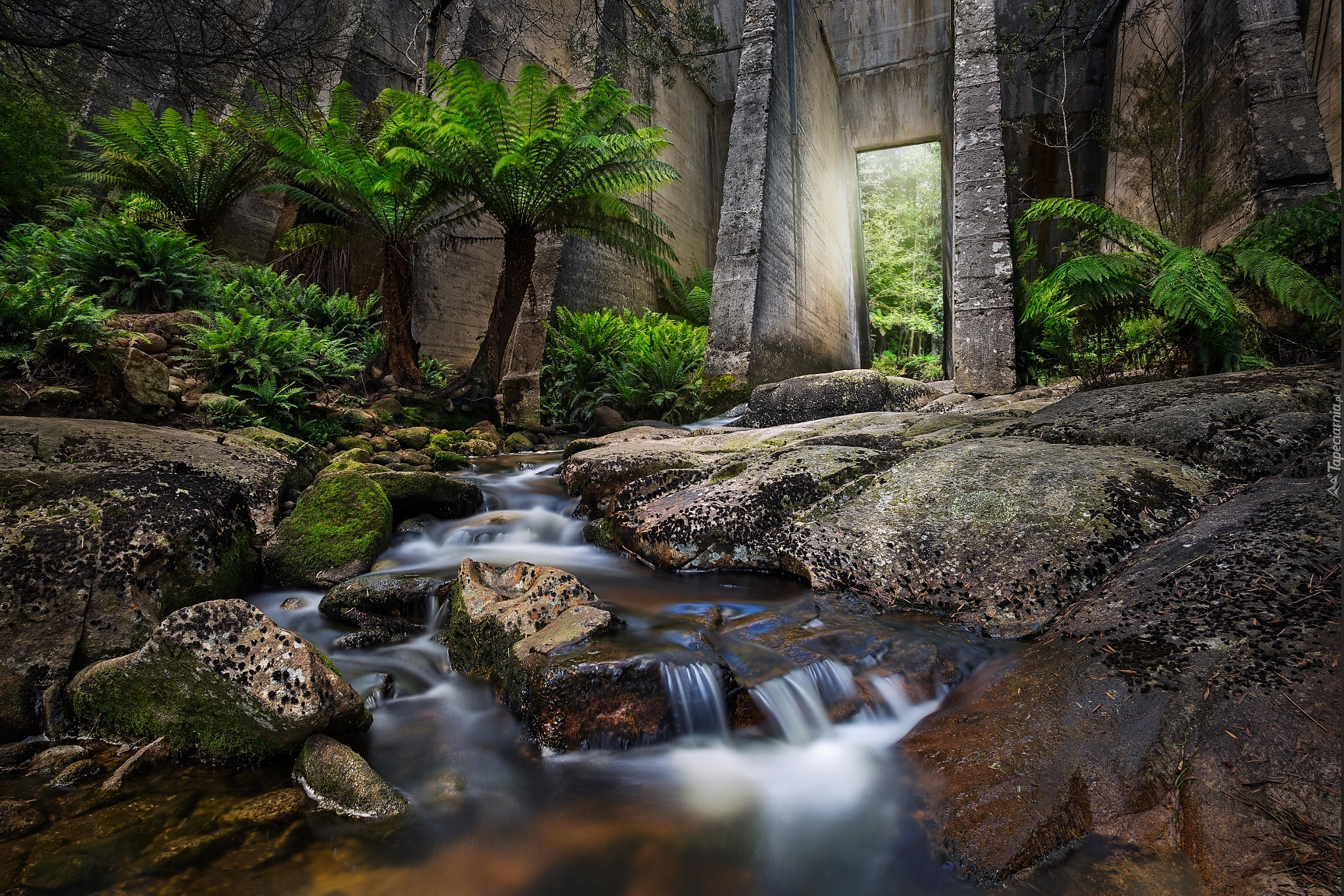 Australia, Tasmania, Tama Mount Paris Dam, Rzeka Cascade River, Roślinność, Palmy, Kamienie, Strumień