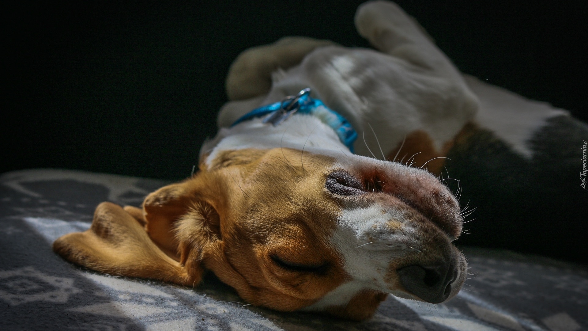 Śpiący, Pies, Beagle, Koc