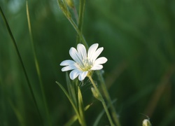 Mały, Biały, Kwiatek, Rogownica Polna