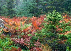 Las, Paproć, Jesień