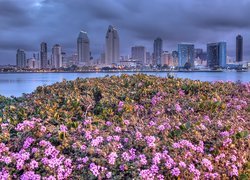 San Diego, Miasto, Kwiaty