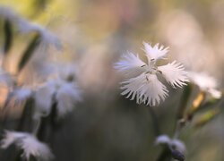 Biały kwiat gożdzika na rozmytym tle