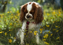 Pies,  Cavalier king charles spaniel, Żółte, Kwiaty