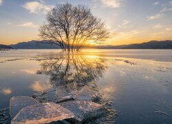 Drzewo i lód na jeziorze w słonecznym świetle