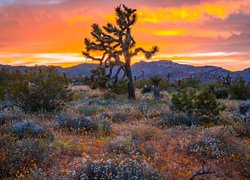 Zachód słońca, Drzewo Jozuego, Kwiaty, Park Narodowy Joshua Tree, Kalifornia, Stany Zjednoczone