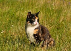 Kolorowy kot w trawie