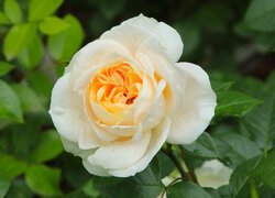 Kremowo-żółta róża